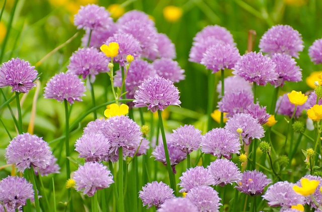 Allium schoenoprasum