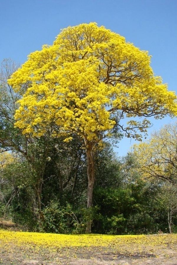 Tabebuia serratifolia