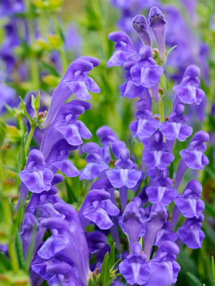 Scutellaria baicalensis