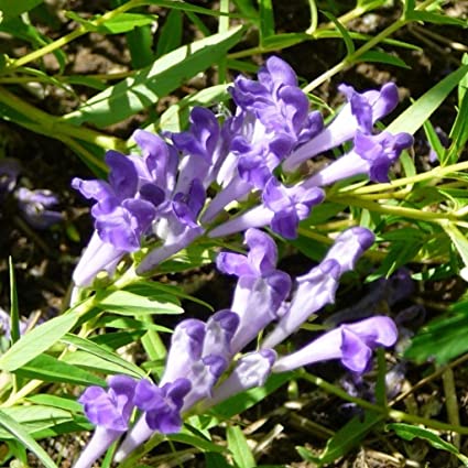 Scutellaria baicalensis