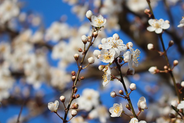 Prunus spinosa