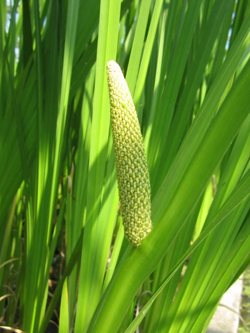 Acorus calamus