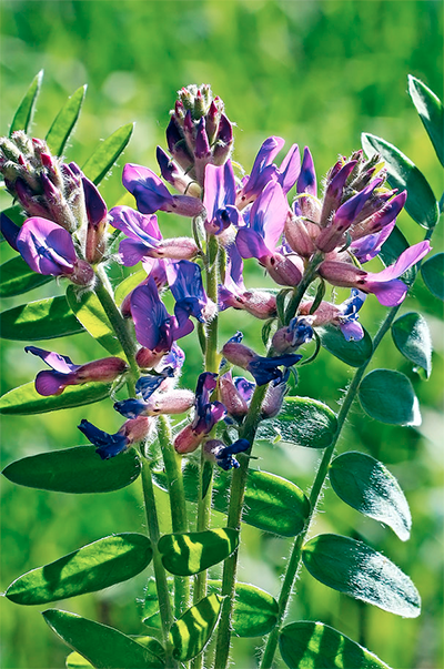 Astragalus membranaceus