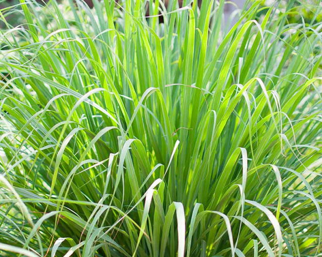 Cymbopogon citratus