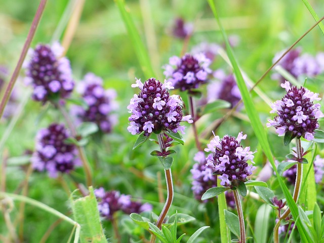 Thymus vulgaris