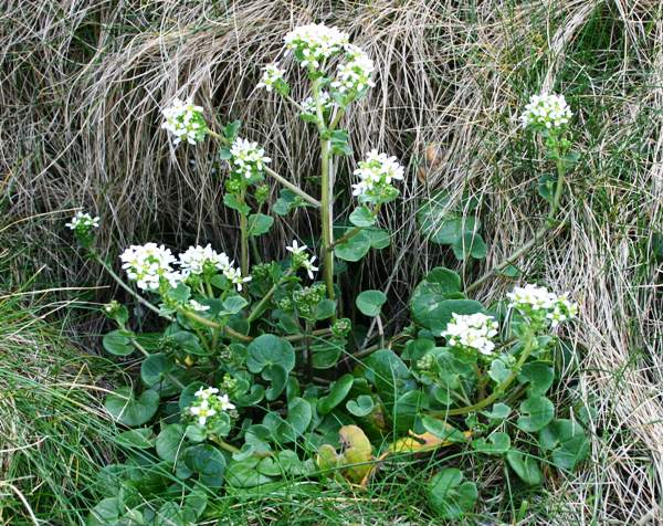 Cochlearia officinalis