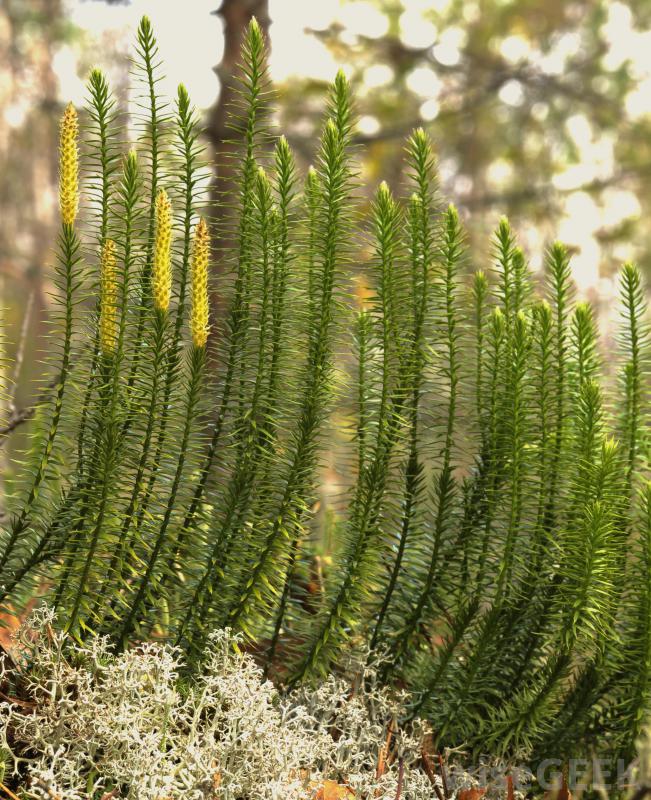 Lycopodium clavatum