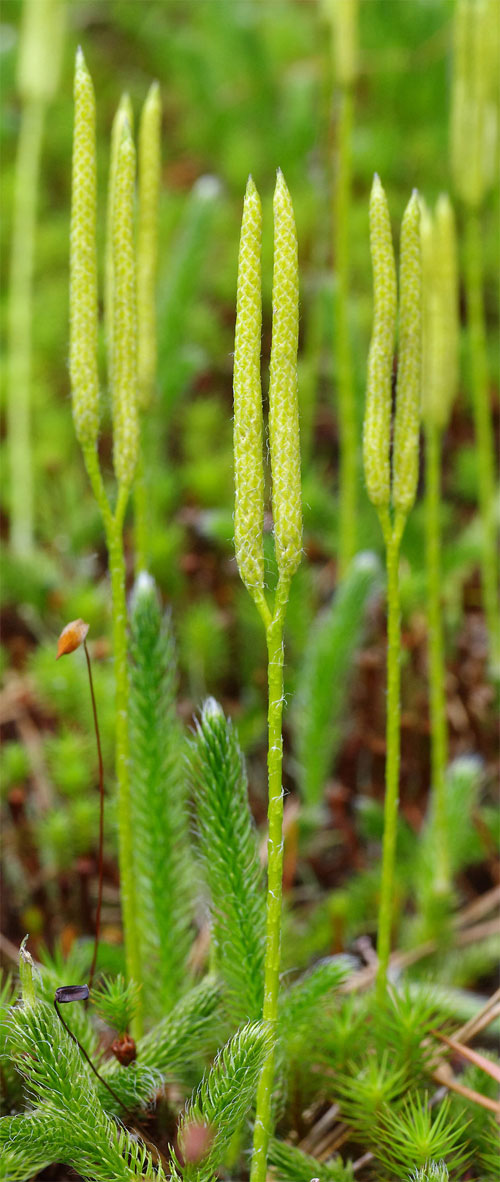 Lycopodium clavatum