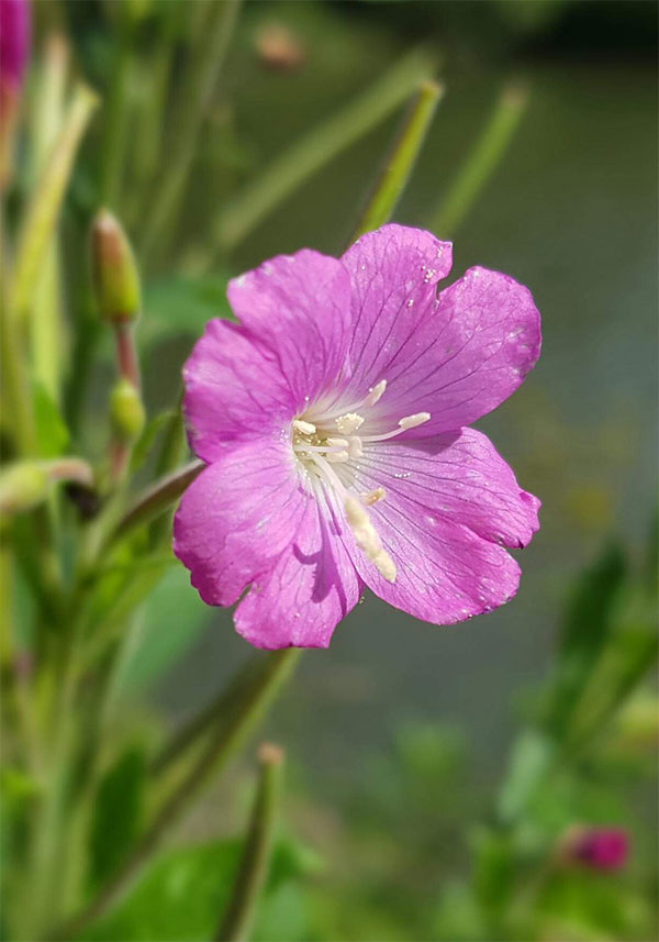 Epilobium parviflorum