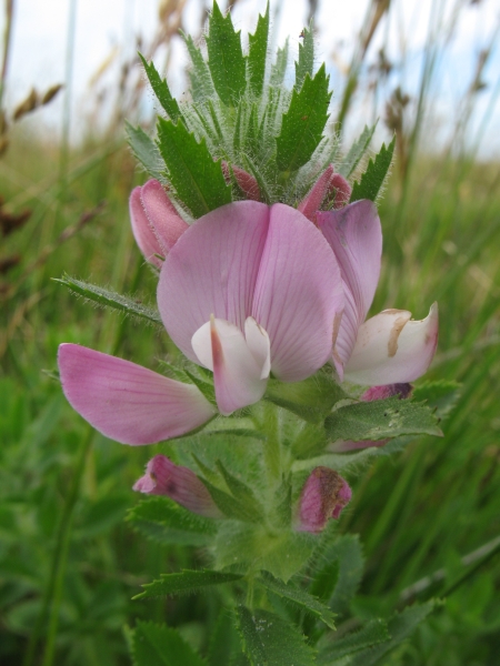 Ononis spinosa