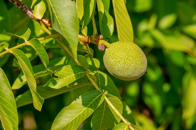 Juglans regia