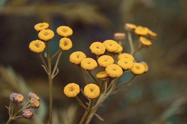 Tanacetum vulgare