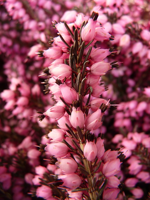 Calluna vulgaris