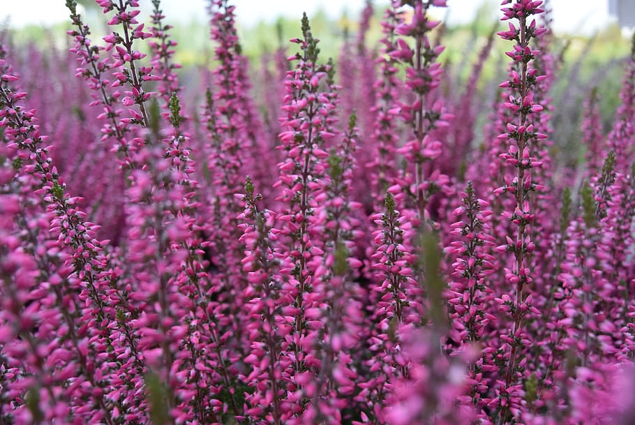 Calluna vulgaris