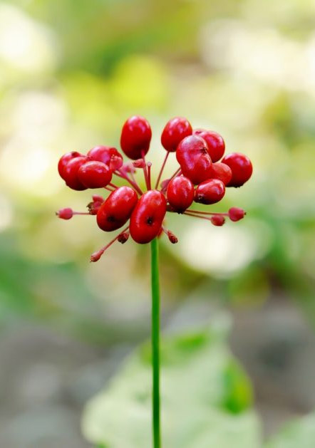 Panax ginseng