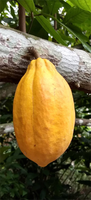 Theobroma cacao