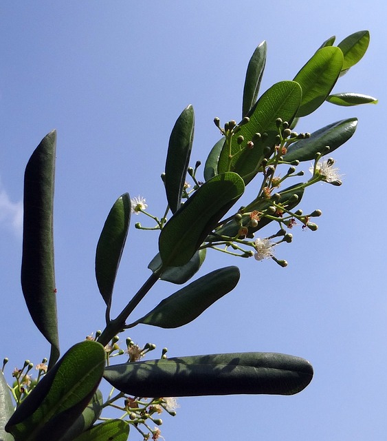 Pimenta dioica