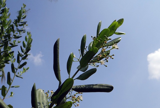 Pimenta dioica