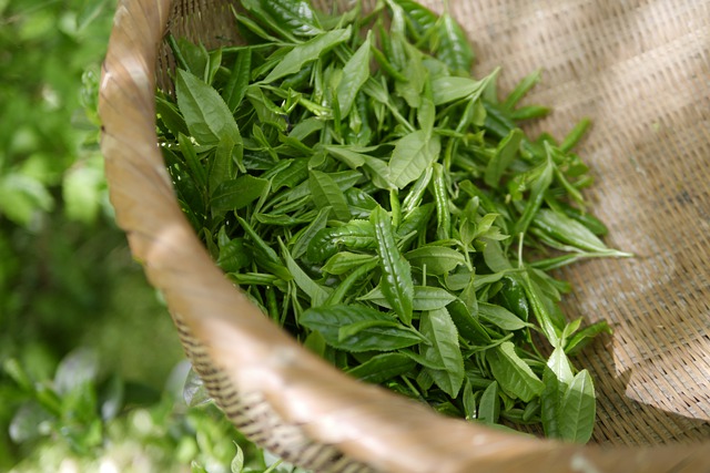 Camellia sinensis