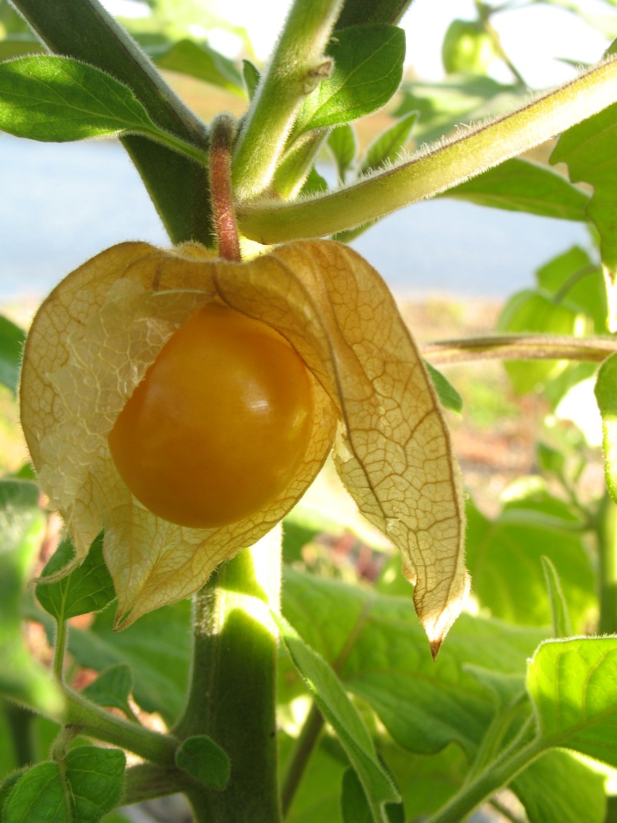 Physalis peruviana