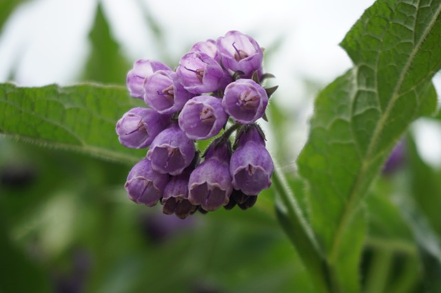Symphytum officinale